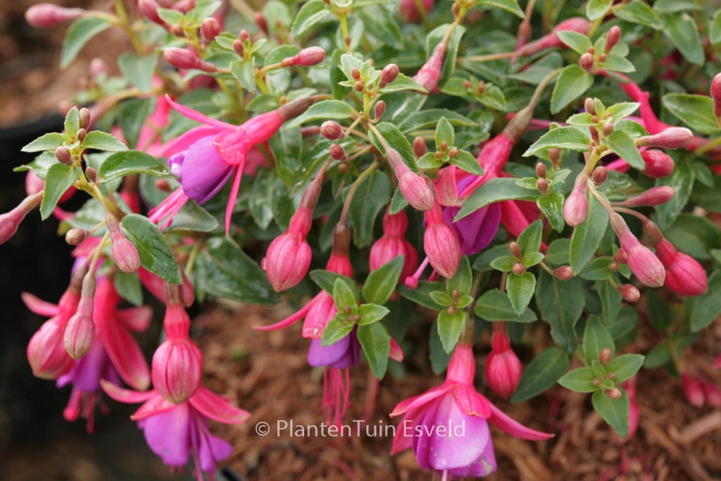 Fuchsia ‚Tom Thumb‘