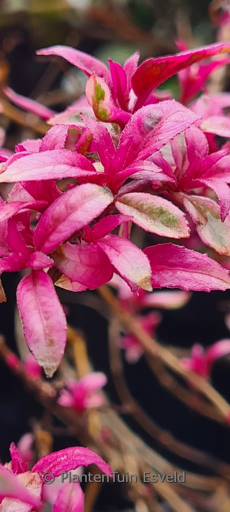 Fuchsia ‚Tom West‘