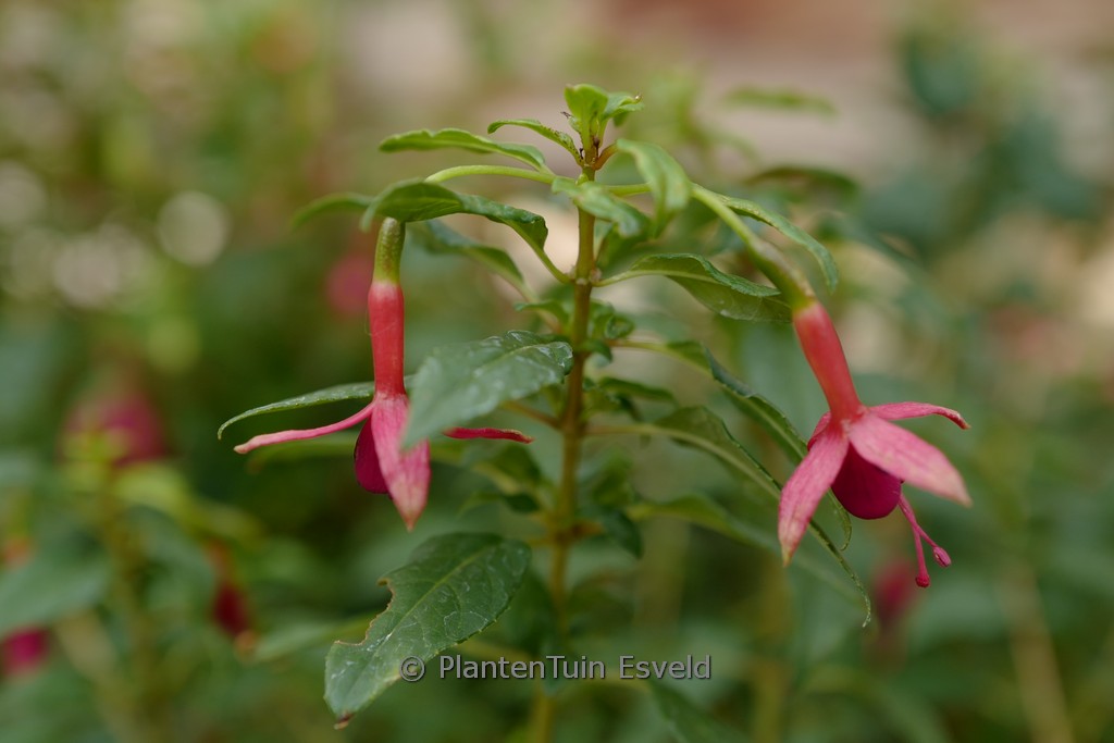 Fuchsia ‚Whiteknight’s Amethyst‘