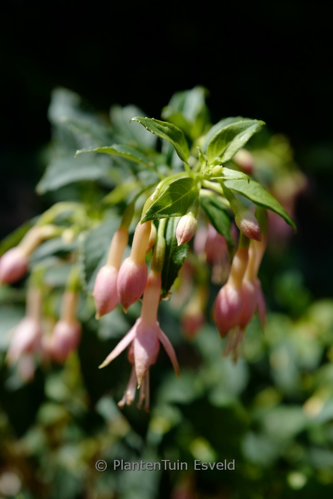 Fuchsia ‚Whiteknight’s Blush‘
