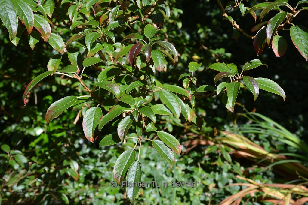 Fuchsia excorticata