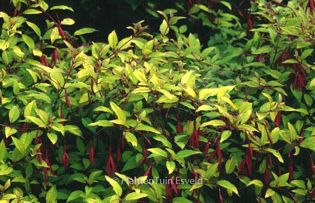 Fuchsia magellanica ‚Aurea‘