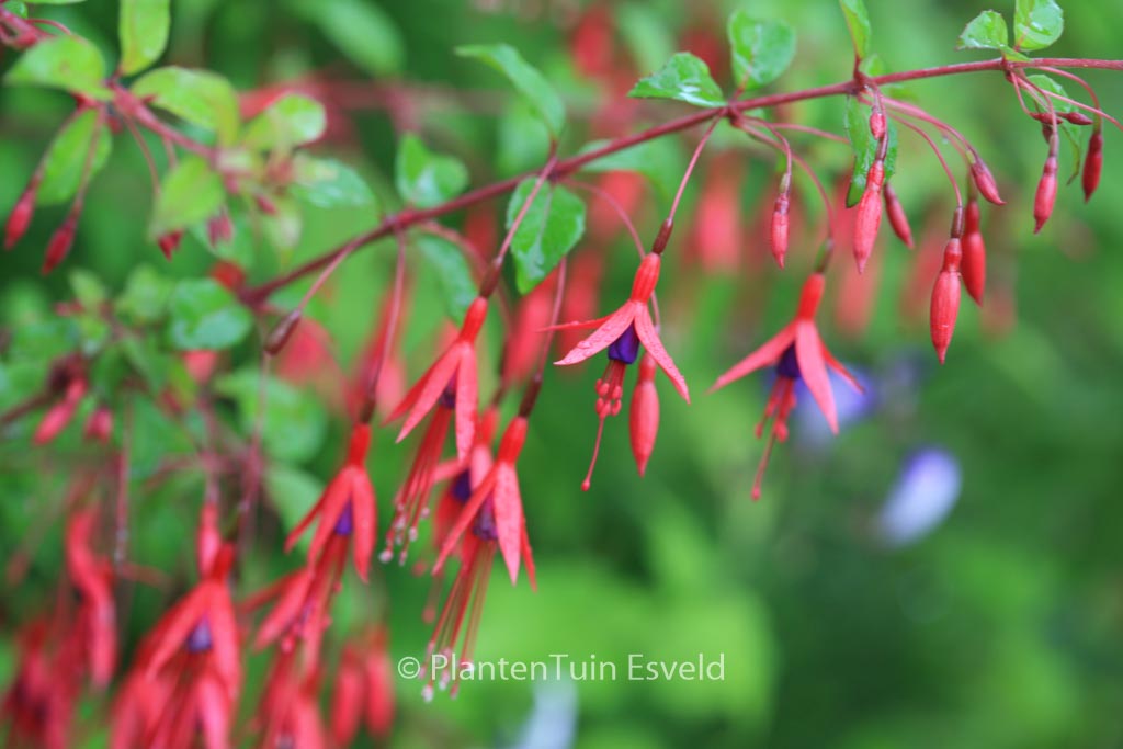 Fuchsia magellanica ‚Gracilis‘