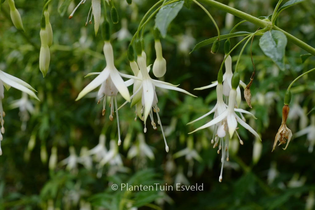 Fuchsia magellanica ‚Hawkshead‘