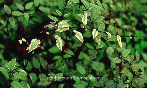 Fuchsia magellanica ‚Variegata‘
