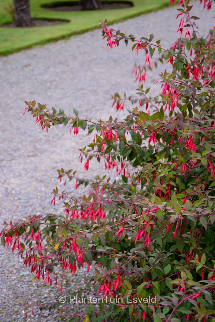 Fuchsia magellanica ‚Versicolor‘