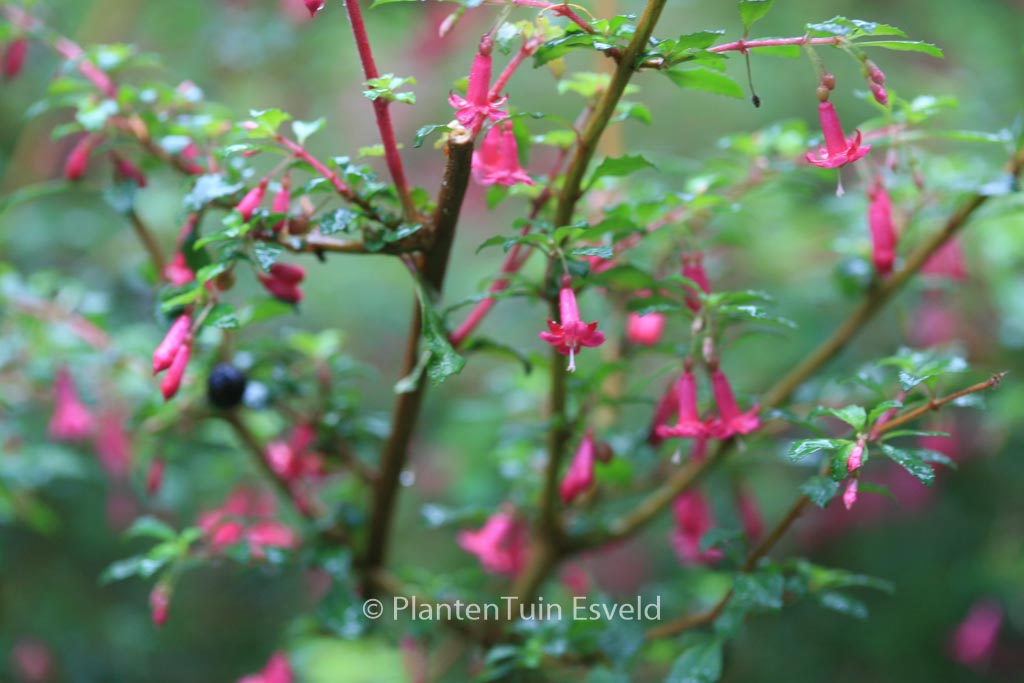 Fuchsia microphylla