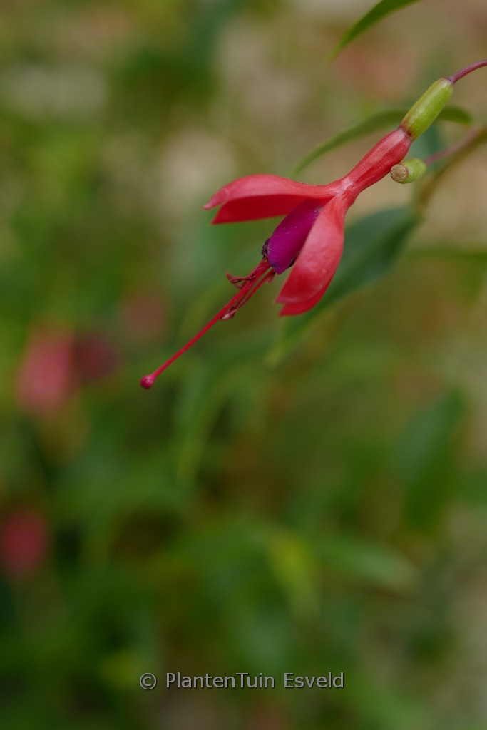 Fuchsia regia ‚Gerrit‘