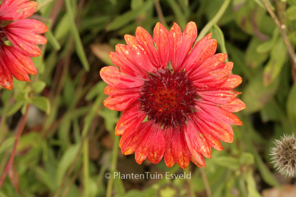 Gaillardia ‚Burgunder‘