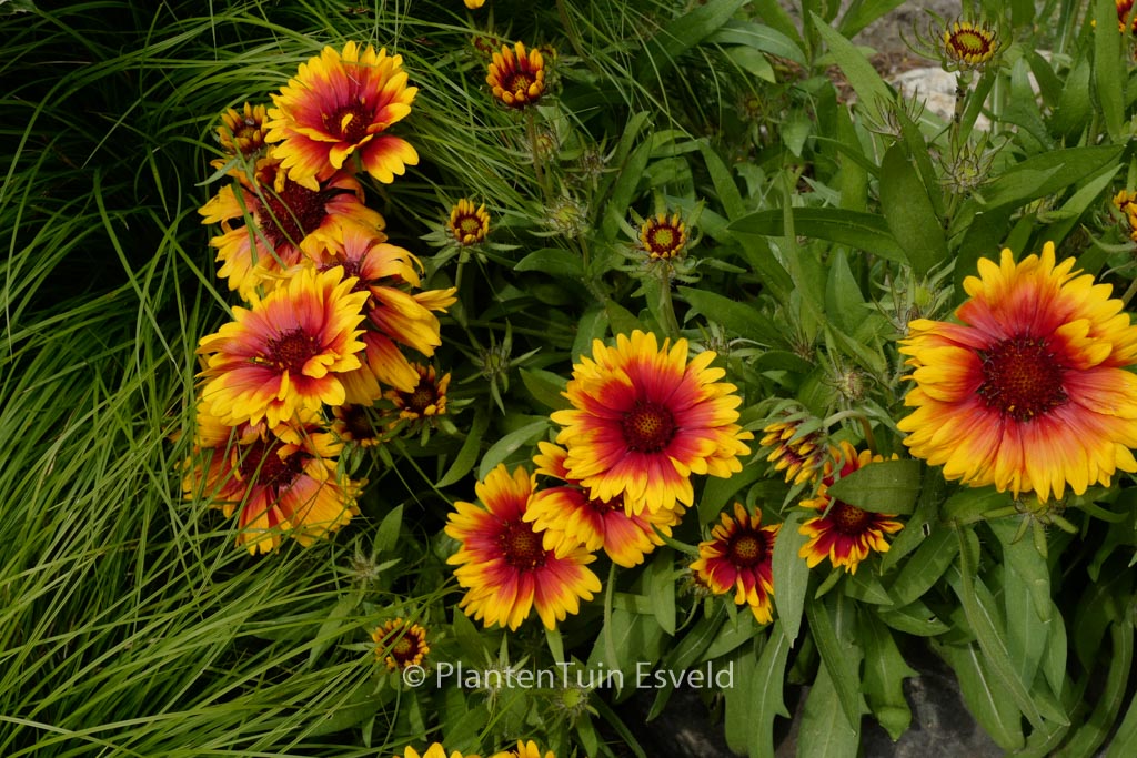 Gaillardia ‚Kobold‘