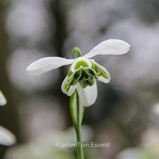 Galanthus ‚Dionysus‘