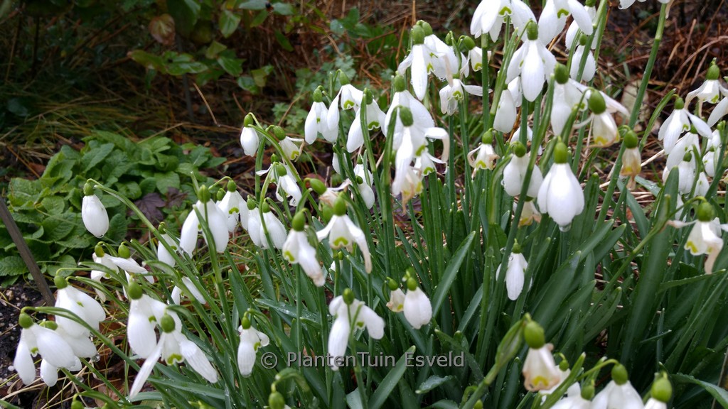 Galanthus ‚S. Arnott‘