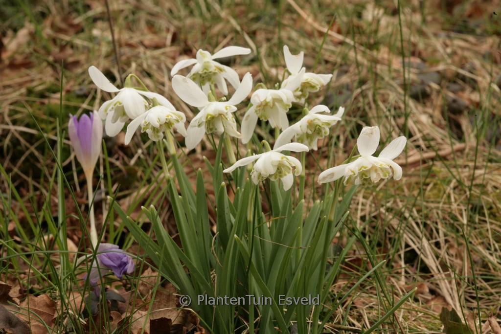 Galanthus nivalis ‚Flore Pleno‘