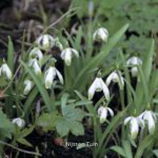 Galanthus nivalis ‚Viridapice‘