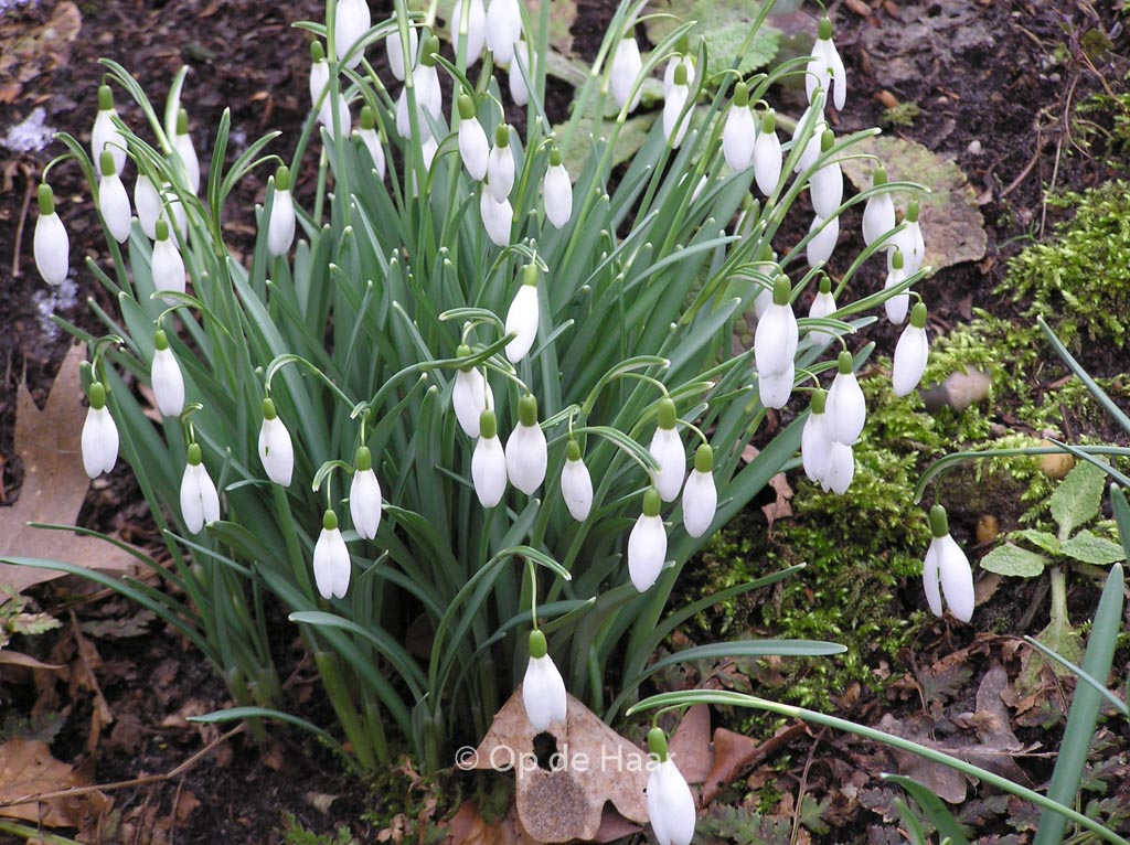 Galanthus nivalis