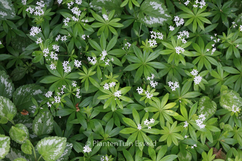 Galium odoratum