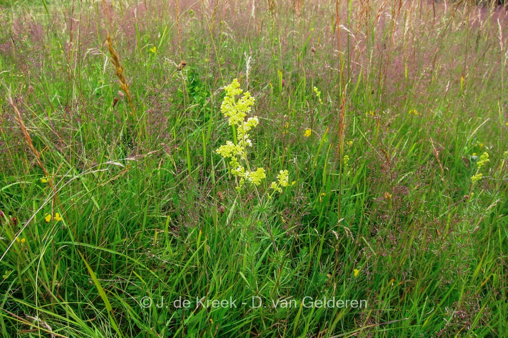 Galium sylvaticum