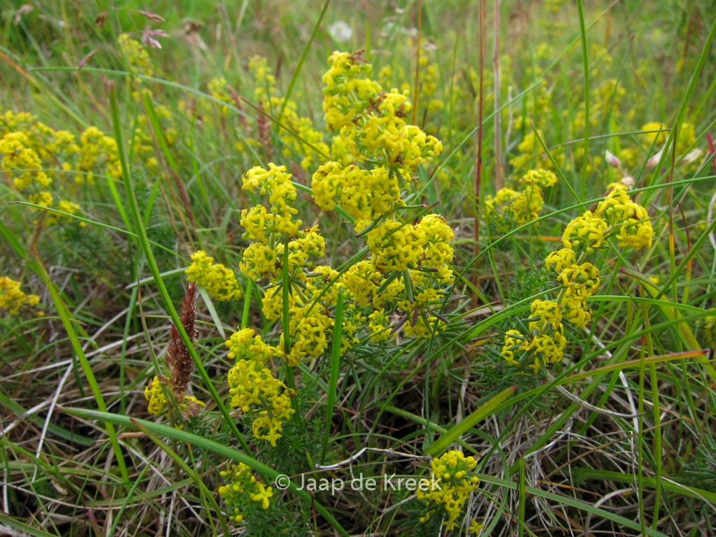 Galium verum