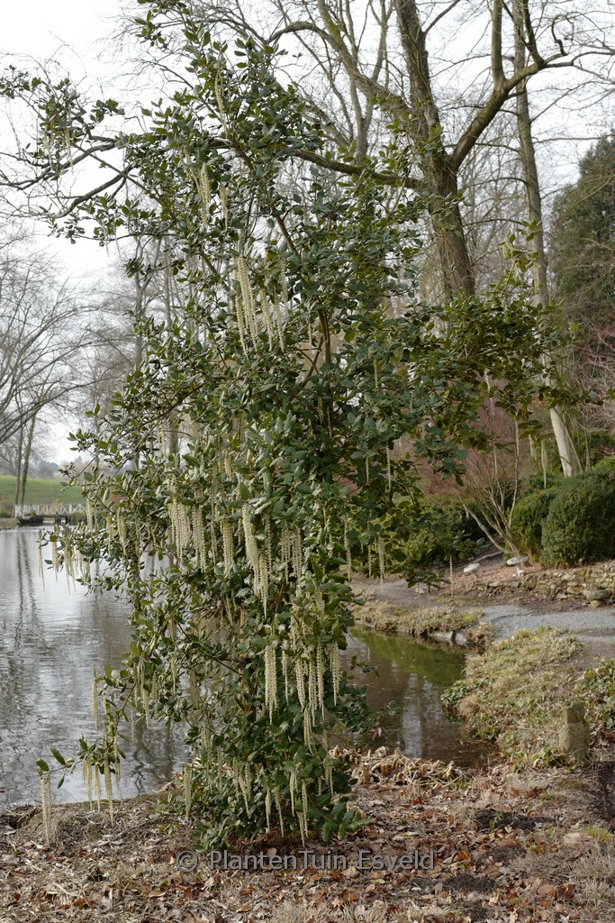 Garrya elliptica ‚James Roof‘