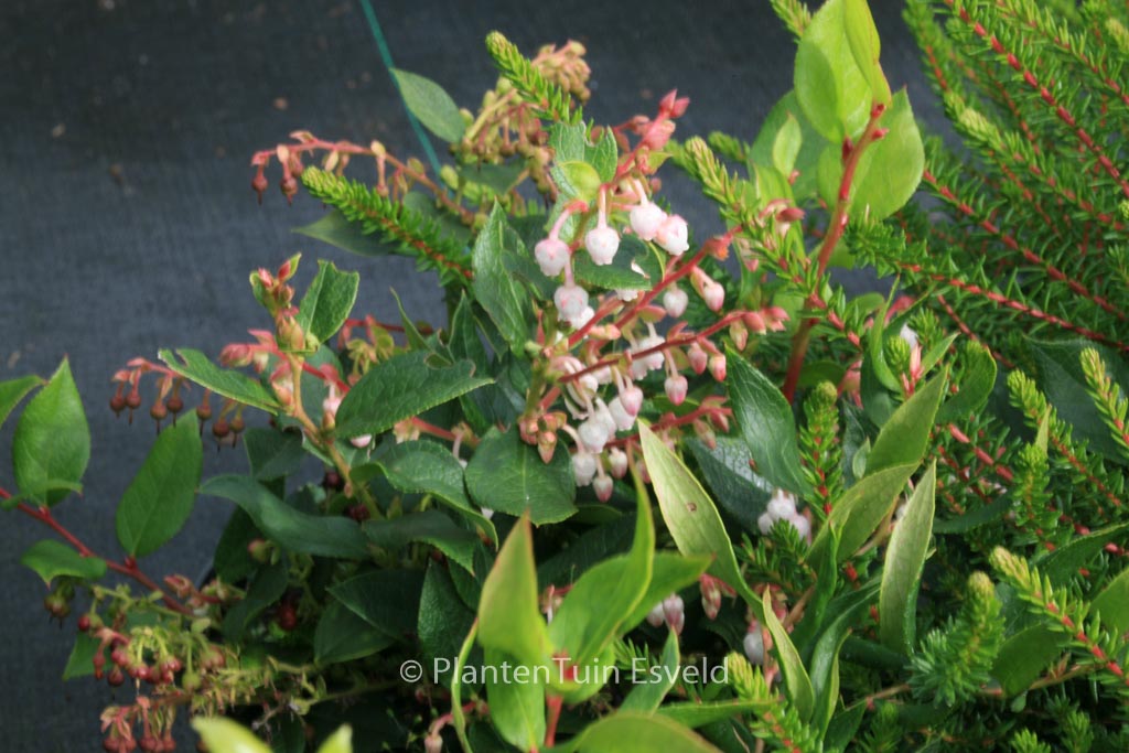 Gaultheria ‚Aalshorst‘