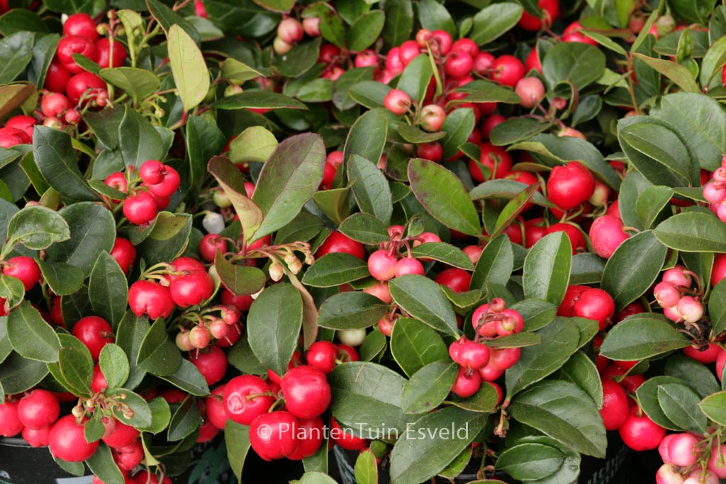 Gaultheria procumbens