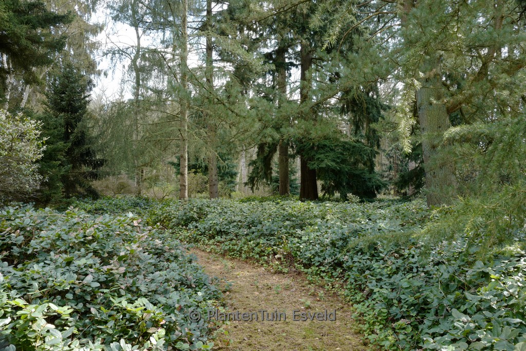 Gaultheria shallon