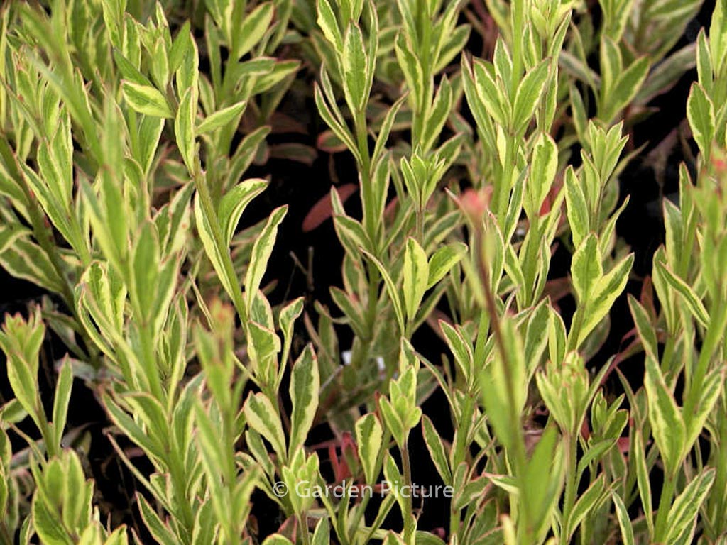 Gaura lindheimeri ‚Corrie’s Gold‘