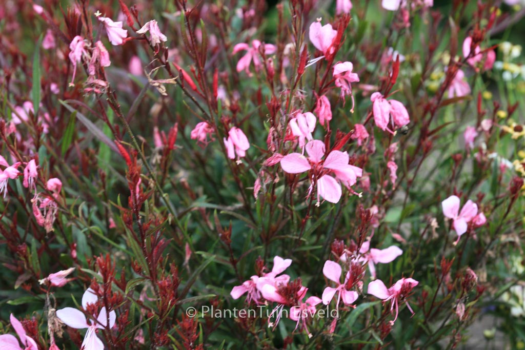 Gaura lindheimeri ‚Florgauros‘ (GAUDI ROSE)