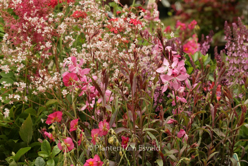 Gaura lindheimeri ‚Geyser Pink‘