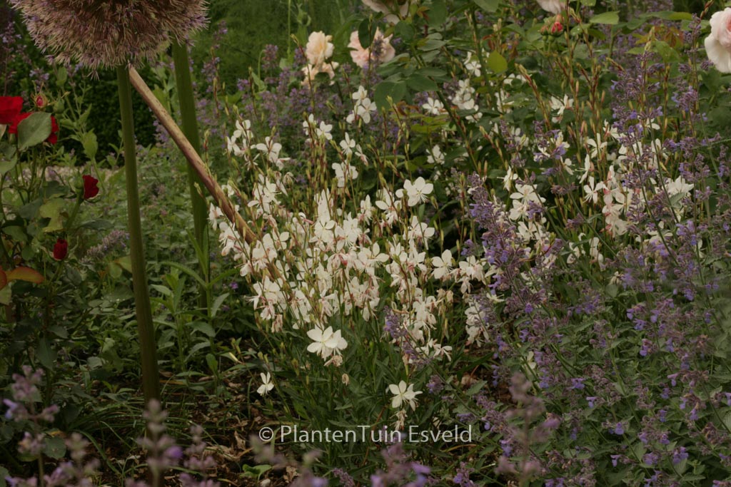 Gaura lindheimeri ‚Geyser White‘