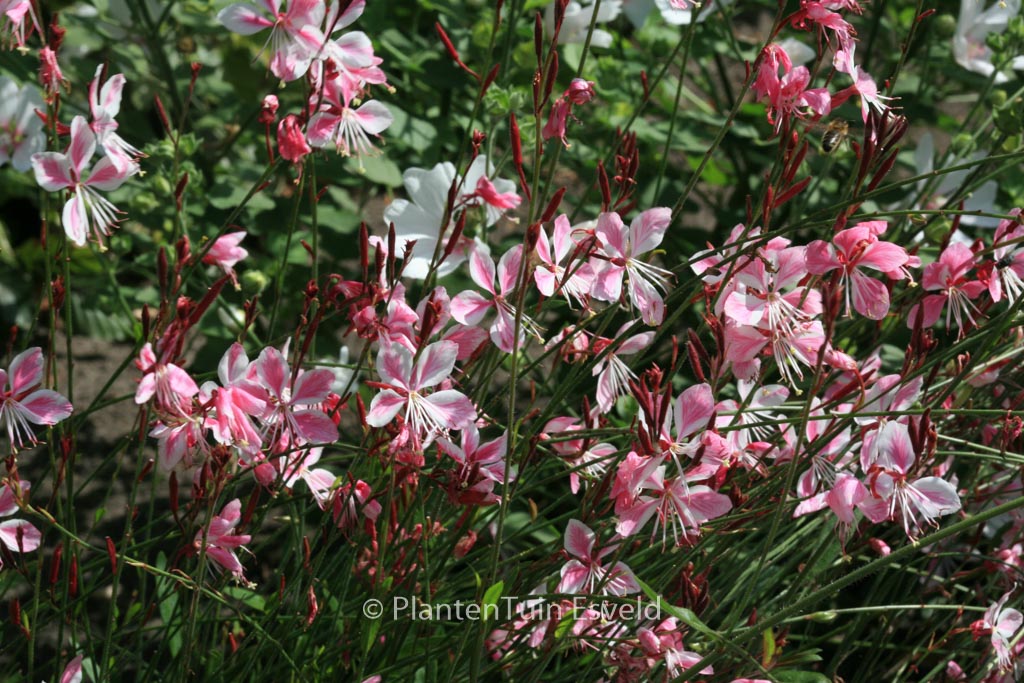 Gaura lindheimeri ‚Siskiyou Pink‘