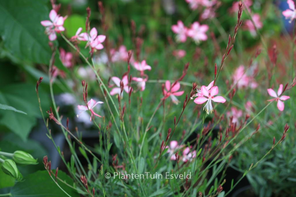Gaura lindheimeri ‚Summer Emotions‘