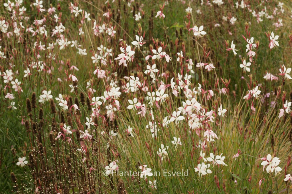 Gaura lindheimeri ‚Whirling Butterflies‘