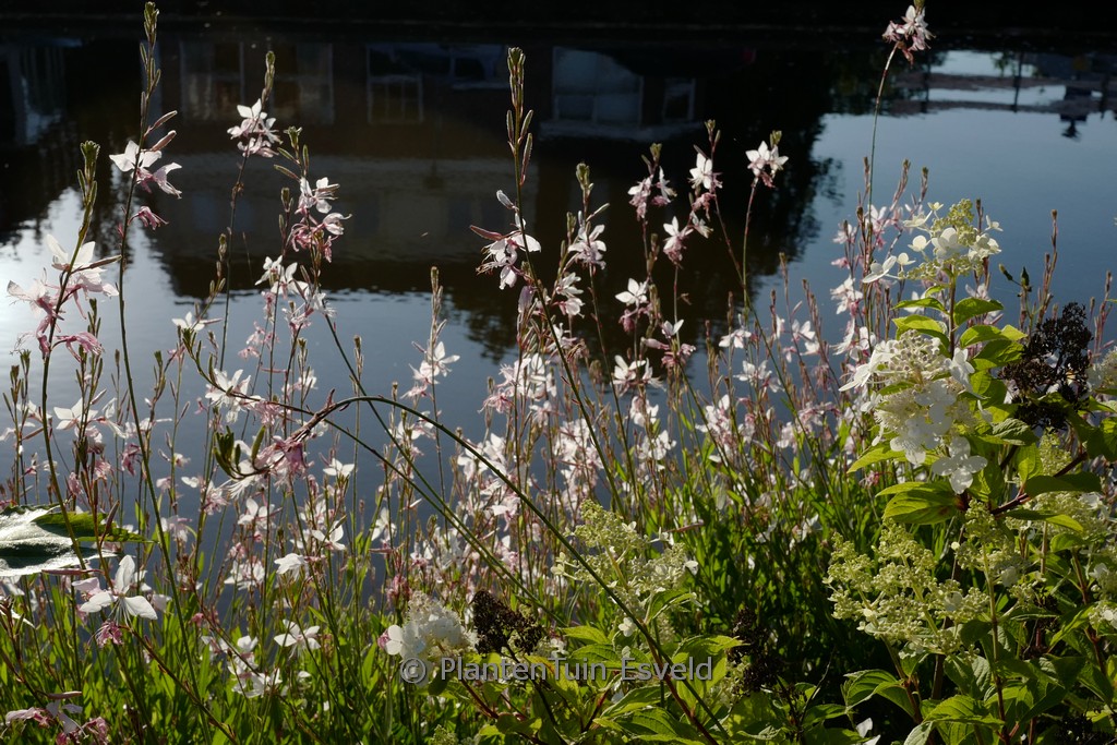 Gaura lindheimeri ‚White Dove‘