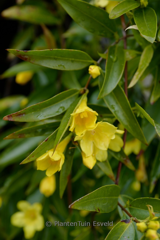 Gelsemium sempervirens