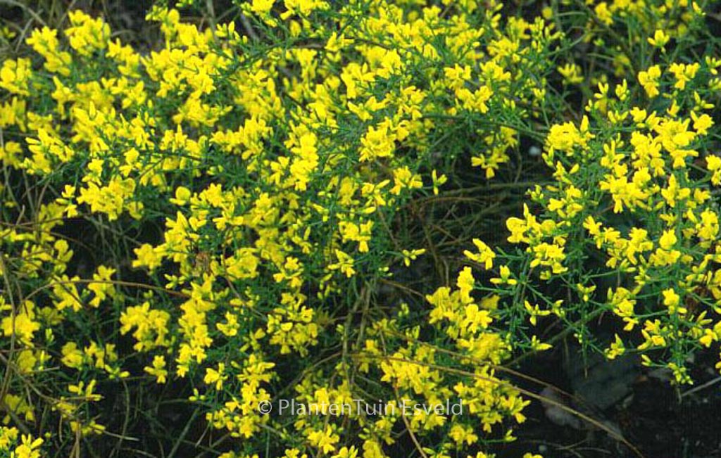 Genista lydia