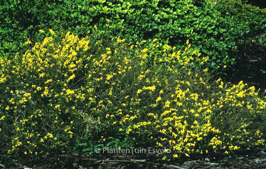 Genista pilosa ‚Goldilocks‘