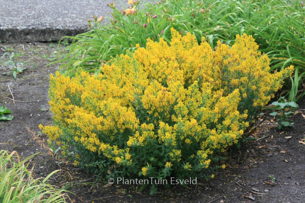 Genista tinctoria ‚Royal Gold‘