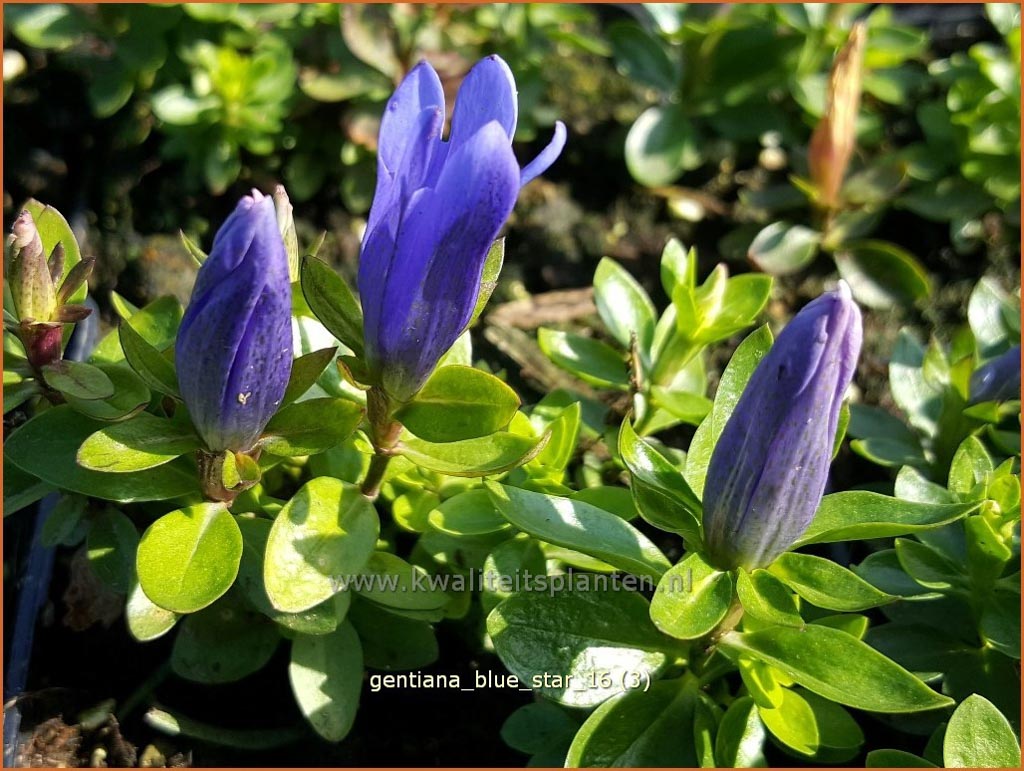 Gentiana ‚Blue Star‘