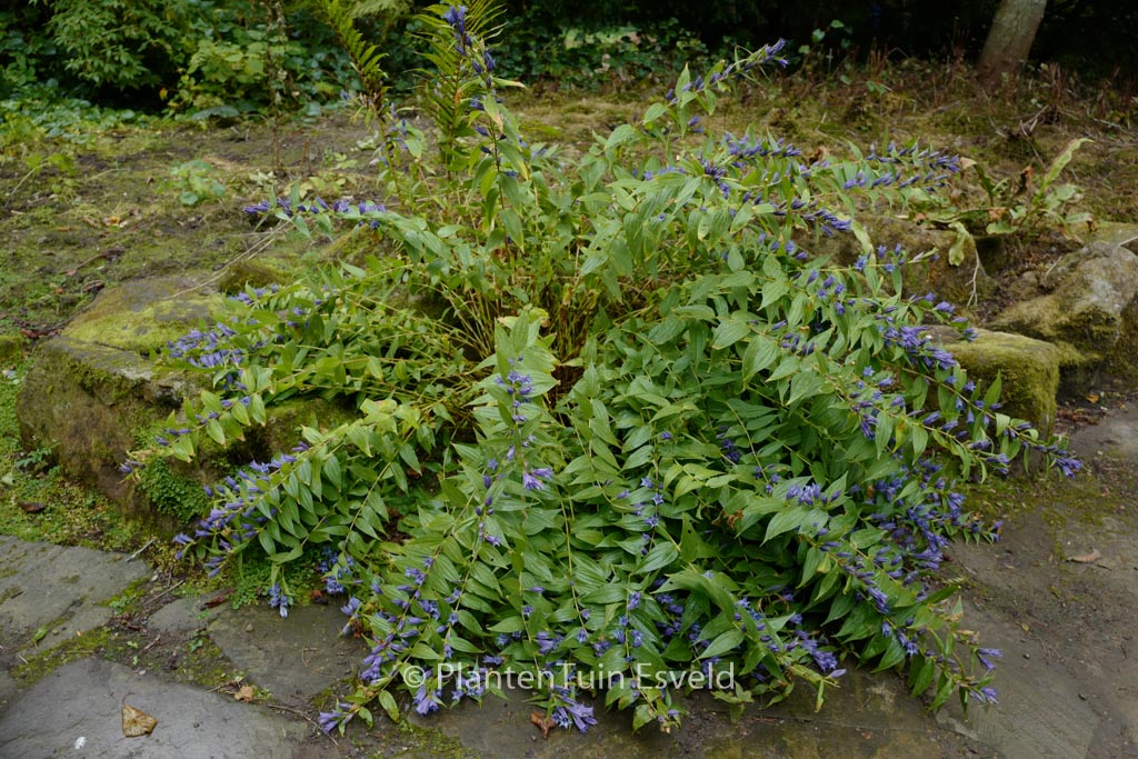 Gentiana asclepiadea