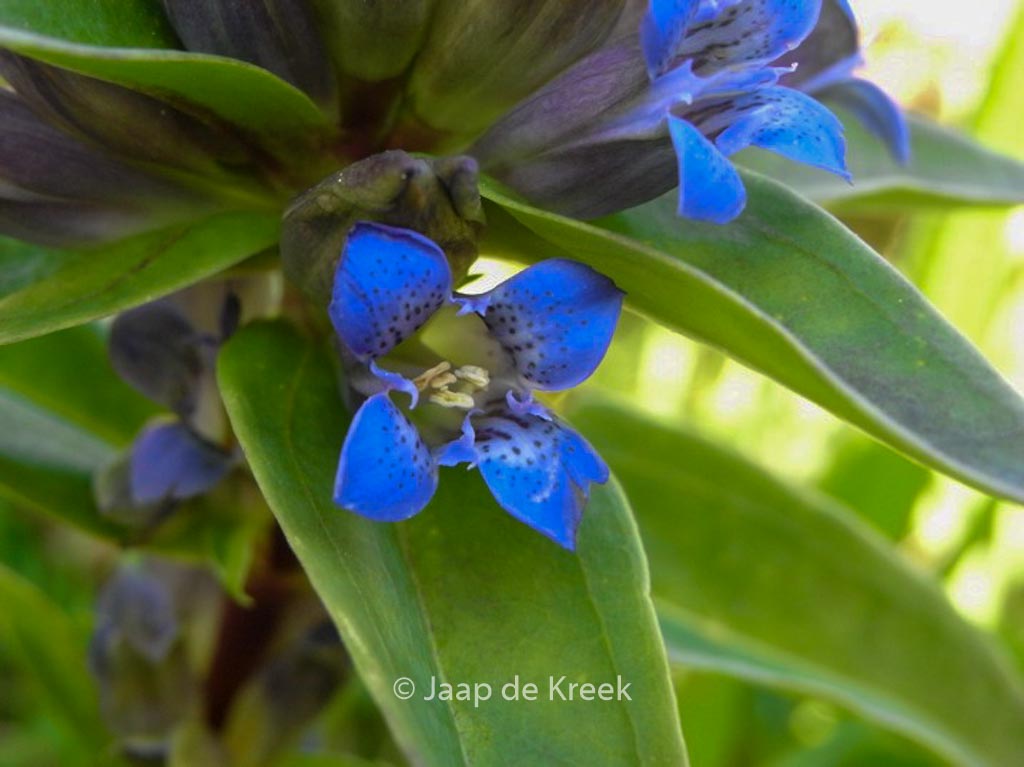 Gentiana cruciata