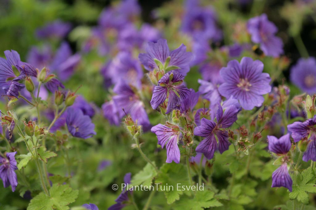 Geranium ‚Alan Mayes‘