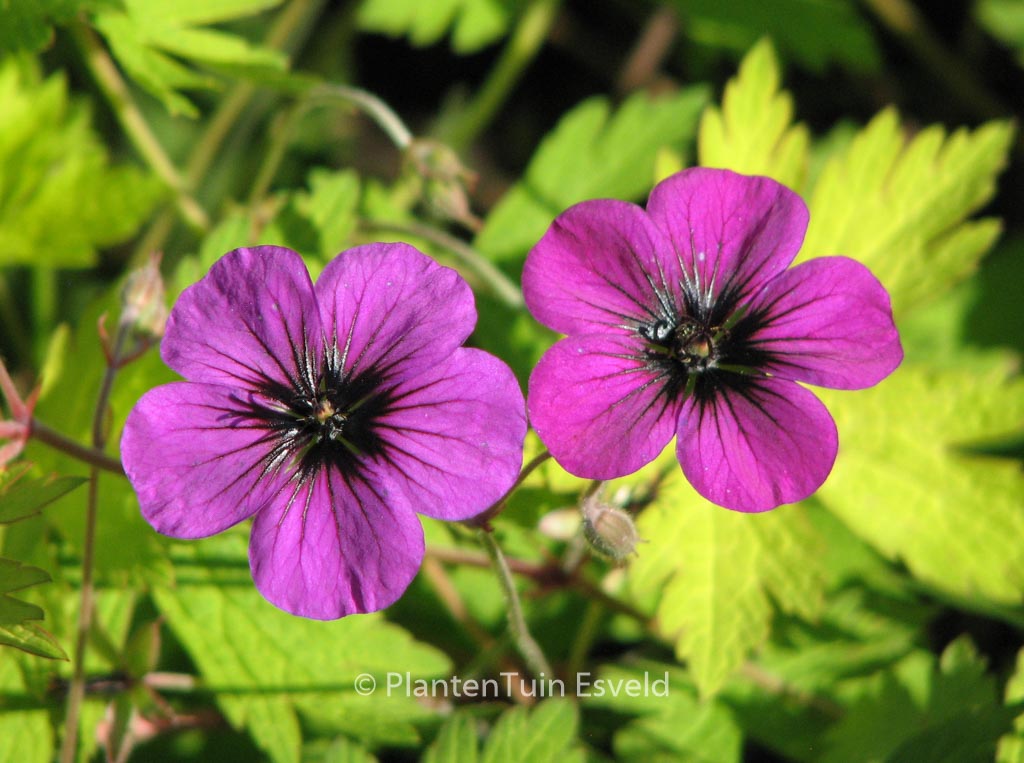 Geranium ‚Ann Folkard‘