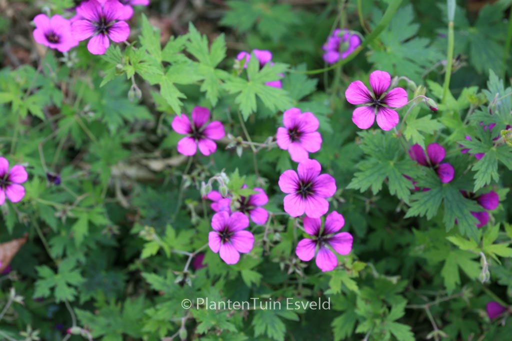 Geranium ‚Anne Thomson‘