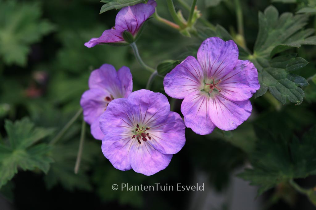 Geranium ‚Azure Rush‘