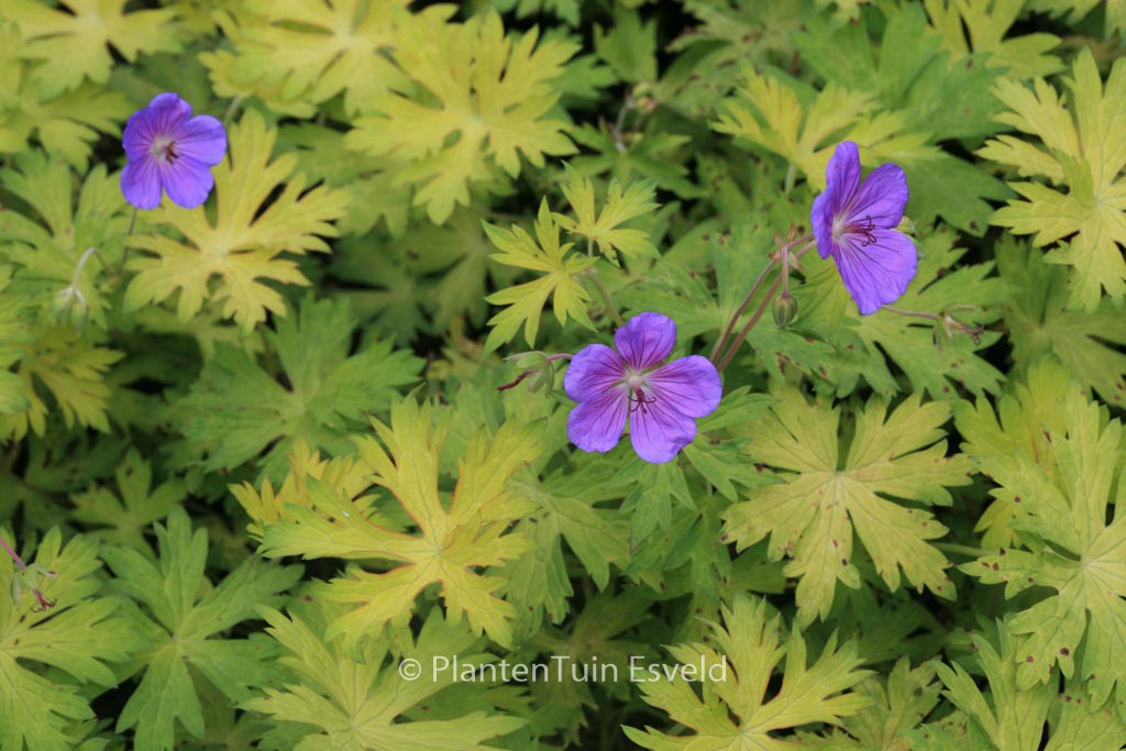 Geranium ‚Blogold‘ (BLUE SUNRISE)