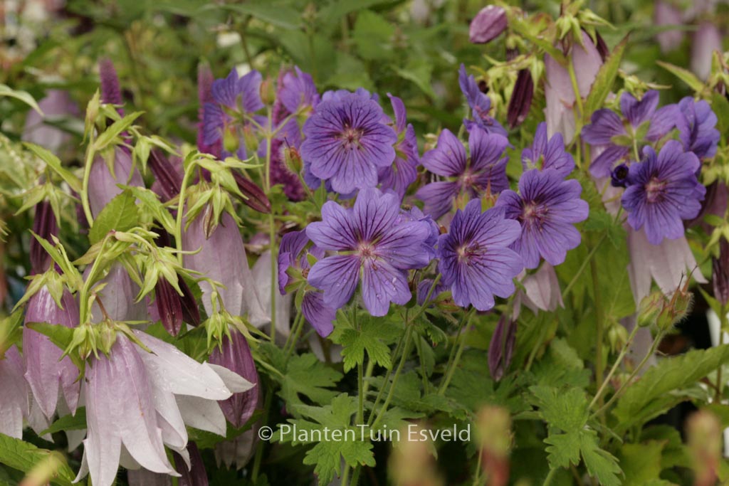 Geranium ‚Blue Blood‘