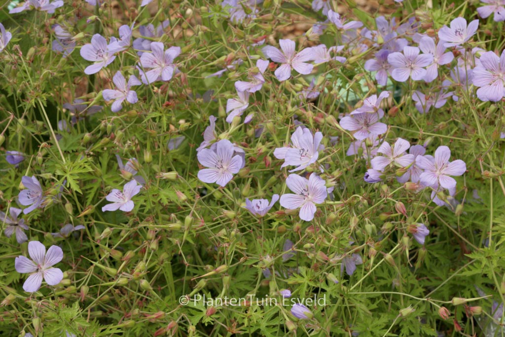 Geranium ‚Blue Cloud‘
