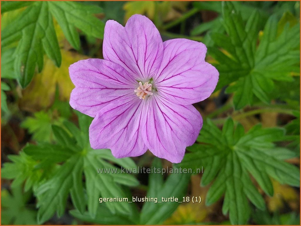 Geranium ‚Blushing Turtle‘