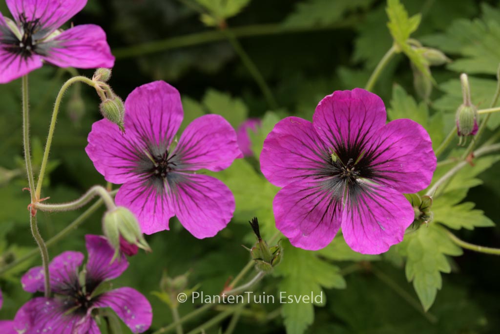 Geranium ‚Brembra‘ (DRAGON HEART)